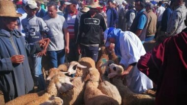 Aïd Al Adha: Comment l'ONSSA a contrôlé l'engraissement et les ventes cette année