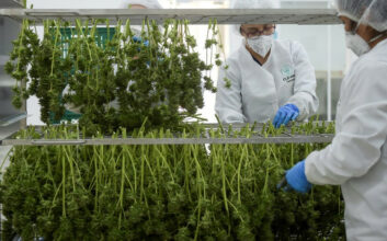 Cannabis. L'usage médical n'a rien à voir avec l'usage récréatif (experts)