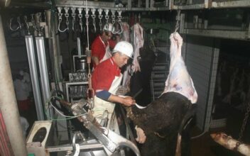 Abattoirs de Casablanca: le silence sur les fuites d’ammoniac