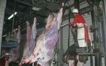 La vétusté des abattoirs handicape toute la filière des viandes rouges