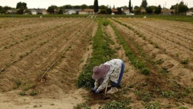 Le Registre national agricole est désormais opérationnel