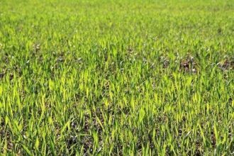 Agriculture: projets à haute valeur ajoutée à Moulay Bousselham et Larache