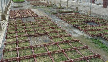 Agriculture: le label bio attendu pour cet été