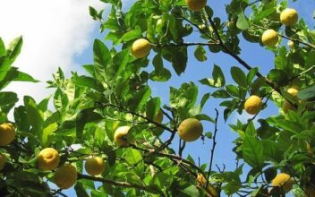 Les agrumes, un marché moins juteux cette année à l’export