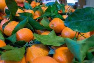 Agrumes. Les producteurs s’attendent à une campagne en deçà de leurs espérances