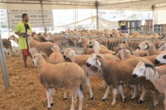 Aïd Al-Adha : 3 millions d’ovins et de caprins déjà identifiés