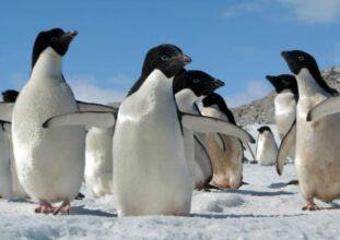 Antarctique: Nouvel échec des négociations sur les sanctuaires marins