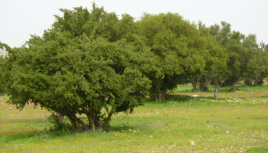 DARED, un projet de sauvetage de l’arganier qui porte ses fruits