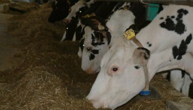 Vache folle : le Maroc suspend l’importation de bovins du Royaume-Uni