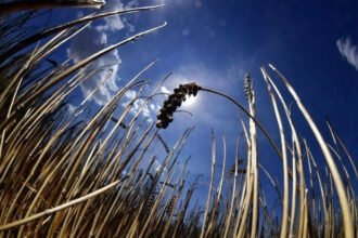 Campagne agricole : baisse estimée à 42% de la production céréalière cette année
