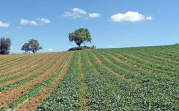 L'arrivée des pluies au Maroc donne le coup d'envoi à la campagne agricole