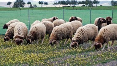 Aid Al Adha: Les moutons bio, une niche qui peine à se développer