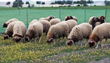 Aïd Al Adha: plus de 7,2 millions de têtes déjà identifiées