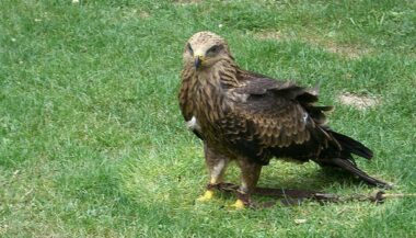 Rassemblement de sloughis et de faucons pour le festival des chasses traditionnelles