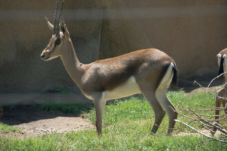 Braconnage de gazelles de cuvier: prison ferme pour trois braconniers