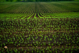 Les dernières pluies confortent les espoirs des agriculteurs