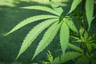 La culture légale du cannabis, une opportunité écologique (Experts)