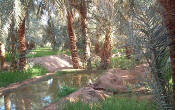 Datte marocaine : la valorisation est en marche