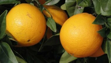 Agrumes : «le Plan Maroc Vert a atteint ses objectifs trop tôt»