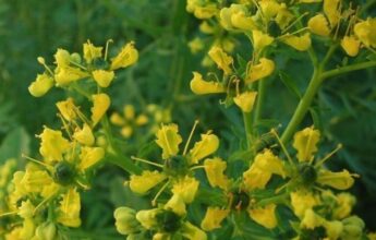 Le Maroc veut profiter de l’engouement pour les plantes aromatiques et médicinales