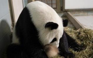 Naissance de jumeaux pandas géants à Atlanta
