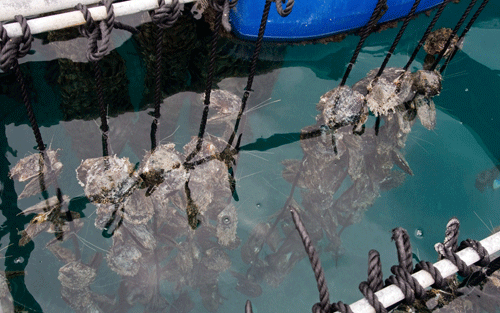 La pisciculture au Maroc, un secteur mal exploité qui s'impose timidement