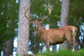Le cerf de Barbarie, espèce protégée, sur le point de retrouver son milieu naturel