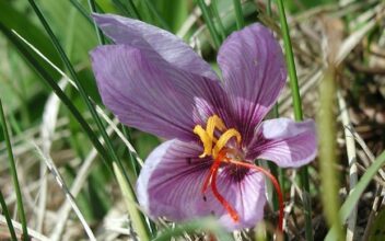 Festival international du safran : Taliouine fête son « or rouge »