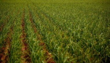 Le HCP confirme sa prévision de croissance de 4,4 % en 2013