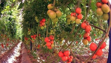«Les Marocains vont manger des tomates importées»