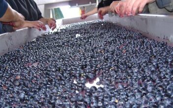 Jacques Poulain, un vigneron, un terroir, une passion