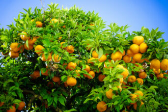 Agrumes : Le Maroc fortement menacé à l'export par la Turquie et l'Egypte