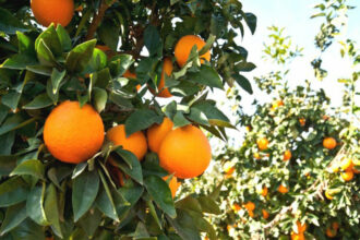 Stress hydrique : la stratégie 'Génération Green' va-t-elle tomber à l’eau ?