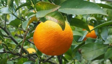 L’irrigation des avocatiers, pastèques et nouvelles plantations d’agrumes n’est plus subventionnée