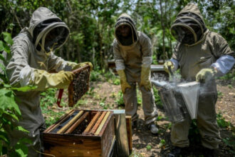 Les apiculteurs alertent sur un manque de médicaments contre la varroase