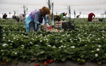 Après les commerçants, le chantier de l'AMO des agriculteurs démarre