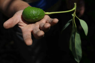 La culture de l'avocat, gourmande en eau, se développe fortement au Maroc