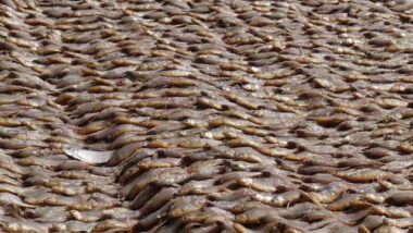 FAO: le Maroc 13e producteur mondial de poisson
