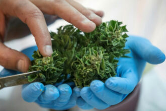 L'ONU retire le cannabis de sa liste des stupéfiants