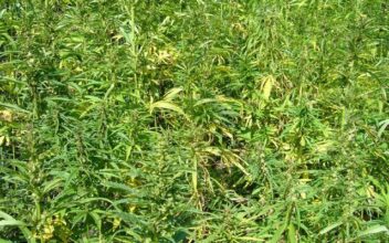 Cannabis, l'idée de légaliser s'avère une illusion