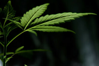Dépénalisation du cannabis : Voici les enjeux sociaux et potentialités économiques