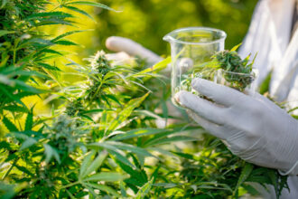 Le gouvernement adopte enfin le projet de loi sur l'usage légal du cannabis