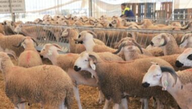 Jerada se dote d'un centre d’insémination artificielle des ovins et caprins