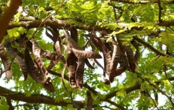 Restructuration de la filière du caroubier en vue de la création de l'interprofession
