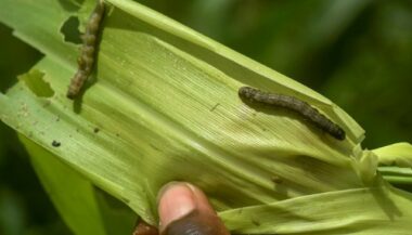 L'agriculture africaine menacée d'hécatombe à cause d'une chenille
