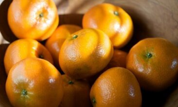 Fresh Fruit Maroc exportera 35.000 tonnes de clémentines vers l’Amérique