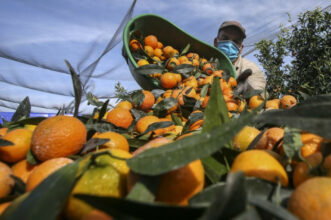 En Corse, la récolte des clémentines &ldquo;sauvée&rdquo; par les saisonniers marocains