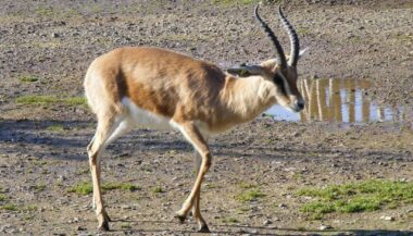 Le Maroc enregistre des avancées dans la conservation de 7 espèces d'ongulés sauvages