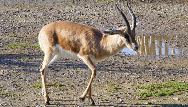 Guelmim. Les portes ouvertes vers la magie du désert