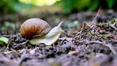Le Maroc produit plus de 15.000 tonnes d'escargots par an